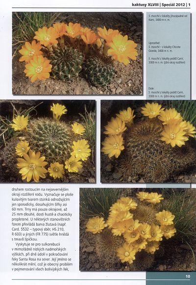 Kaktusy 2012 speciál 1 - ukázka strany 10 - Sulcorebutia muschii
