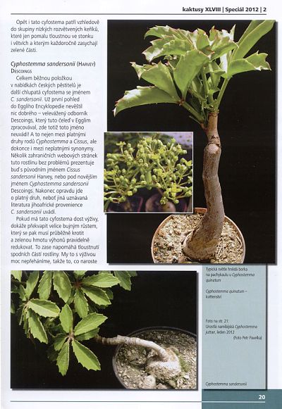 Kaktusy 2012 speciál 2 - ukázka strany 20 - Cyphostemma sandersonii