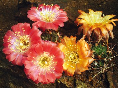 Lobivia pugionacantha (Rose et Boed) Backeb. var. corrugata Rausch