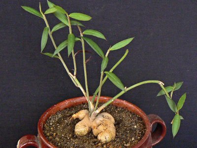 Monadenium rubellum