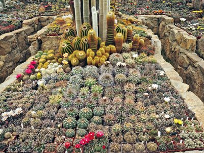 Optimální oslunění kaktusů ve sbírce