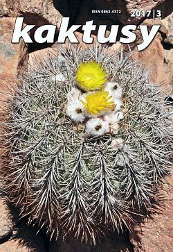 Kaktusy 2017/3 - přední strana obálky: Islaya grandiflorens Rauh & Backeb jihovýchodně od Atico, Peru