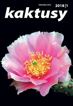 Kaktusy 2018/1 - přední strana obálky: Opuntia-pinkavae