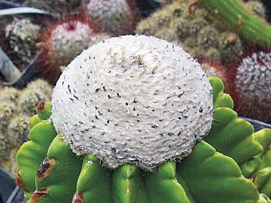 Melocactus guanensis