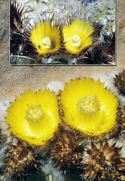 Kaktusy 2018/3 - zadní strana obálky: Porovnání květů „základní“ formy E. grusonii a formy „brevispinus“: květy E. grusonii „brevispinus“ jsou širší s kratšími okvětními lístky bez výrazného zašpičatění (dole)
