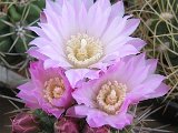 Gymnocalycium achirasense