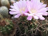 Gymnocalycium achirasense v. orientale