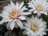 Gymnocalycium amerhauseri STO229