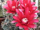Gymnocalycium baldianum B124