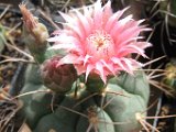 Gymnocalycium buenekeri, zvlastni kvet