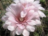 Gymnocalycium buenekeri