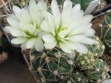 Gymnocalycium denudatum Gf234