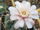 Gymnocalycium kroenleinii
