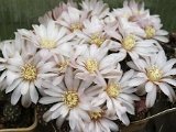 Gymnocalycium lafaldense