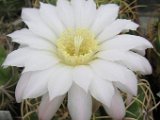 Gymnocalycium monvillei f.