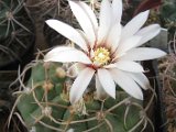 Gymnocalycium ochoterenae v. albispinum