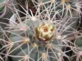 Gymnocalycium spegazzinii f. horizonthalonium
