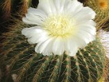 Eriocactus claviceps