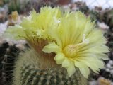Eriocactus leninghausii
