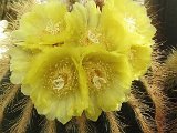 Eriocactus warassii