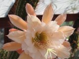 Cereus hybr. Buttefly, Uebelmann