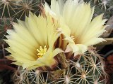 Coryphantha compressa