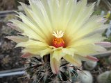 Coryphantha kracikii