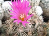 Coryphantha pseudoechinus, Sierra Paila, Coahuila