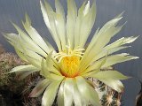 Coryphantha pseudonickelsae