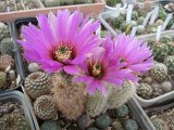 Echinocereus baylei semenace