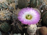 Echinocereus reichenbachii v. oklahomensis