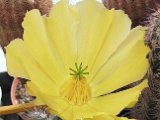 Echinocereus stoloniferus