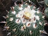 Echinofossulocactus tricuspidatus