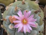 Lophophora decipiens