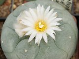 Lophophora diffusa, Vizarron