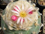 Lophophora diffusa ssp. fricii f. albiflora, Swoboda, kremove zluty kvet, blizko Viesca, Coahuila