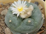 Lophophora lutea