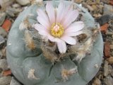 Lophophora williamsii PP966, Menchaca