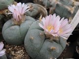 Lophophora williamsii v. grimii, Huizache