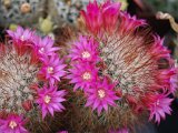 Mammillaria bella