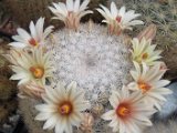 Mammillaria candida