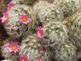Mammillaria carmenae f. rubriflora