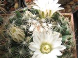 Mammillaria coahuilensis