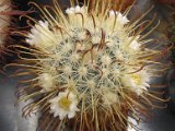 Mammillaria cowperae