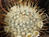 Mammillaria cowperae 2