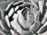 Echeveria spec.