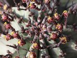Euphorbia
