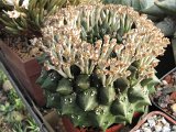 Euphorbia gymnocalycioides