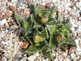 Faucaria hooleae PV 04