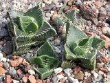 Faucaria tygrina PV 07